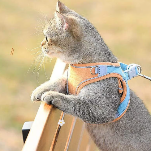 📢📢30% OFF !! ⏰ One Piece Vest Leash
